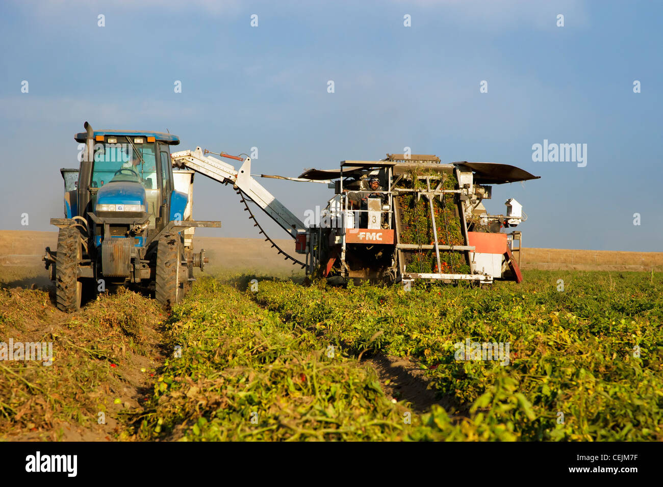 Agriculture maturing processing tomato field hires stock photography