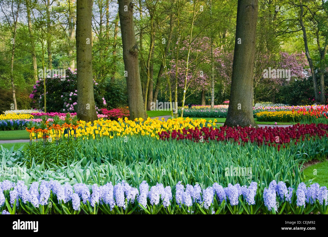 Tulips, hyacinths and blossoming trees in the park in spring Stock ...