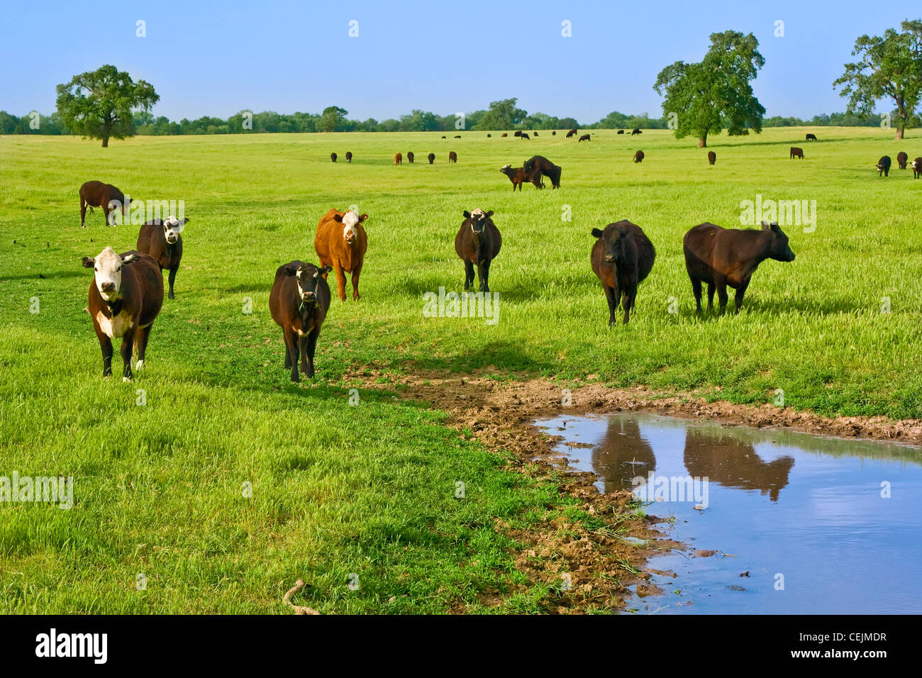 Livestock - Black Baldie, Black Angus and Crossbred beef cattle on a green Spring pasture / near Clements, California, USA. Stock Photo