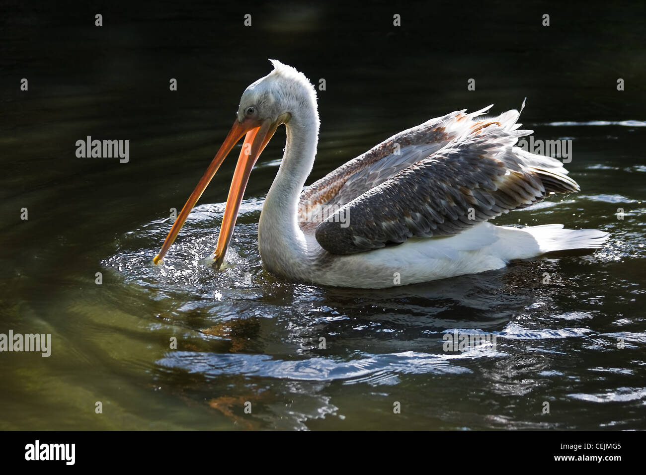 Pelican swimming and fishing with open beak in sunshine Stock Photo