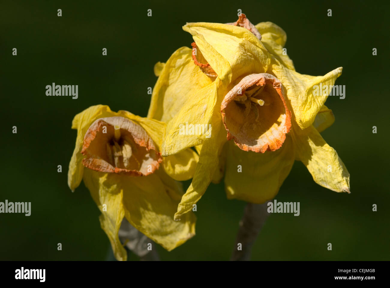 Drooping tulips hires stock photography and images Alamy
