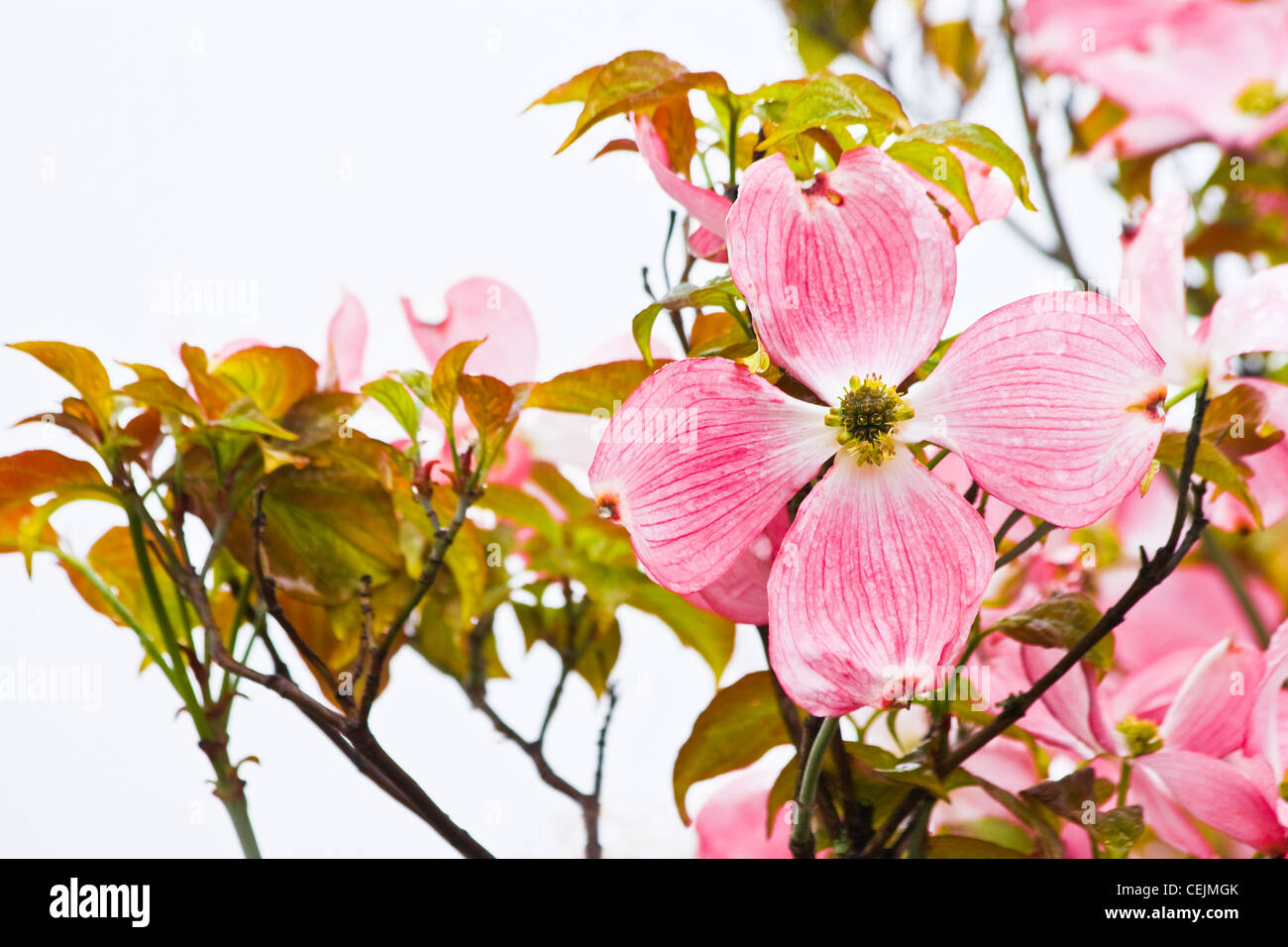 Flowering pink Japanese dogwood or Cornus kousa in spring -  horzontal image Stock Photo