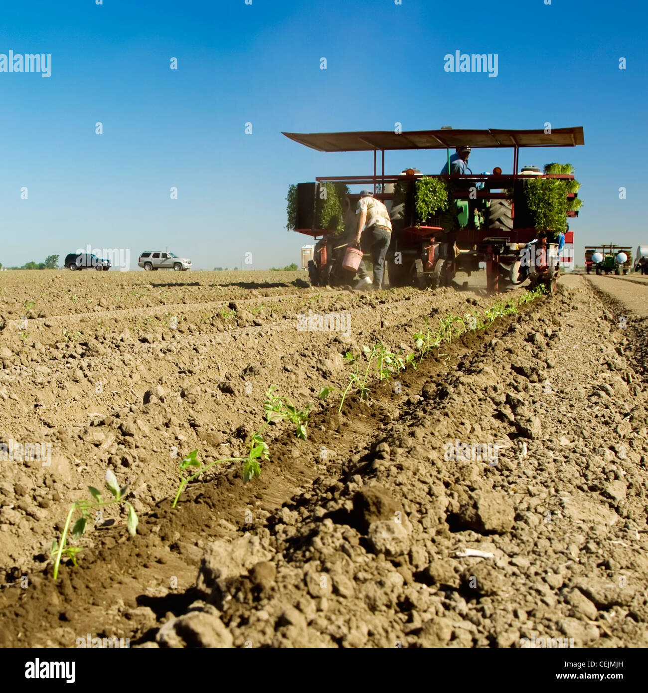 Agriculture Crews and machinery transplanting processing tomatoes
