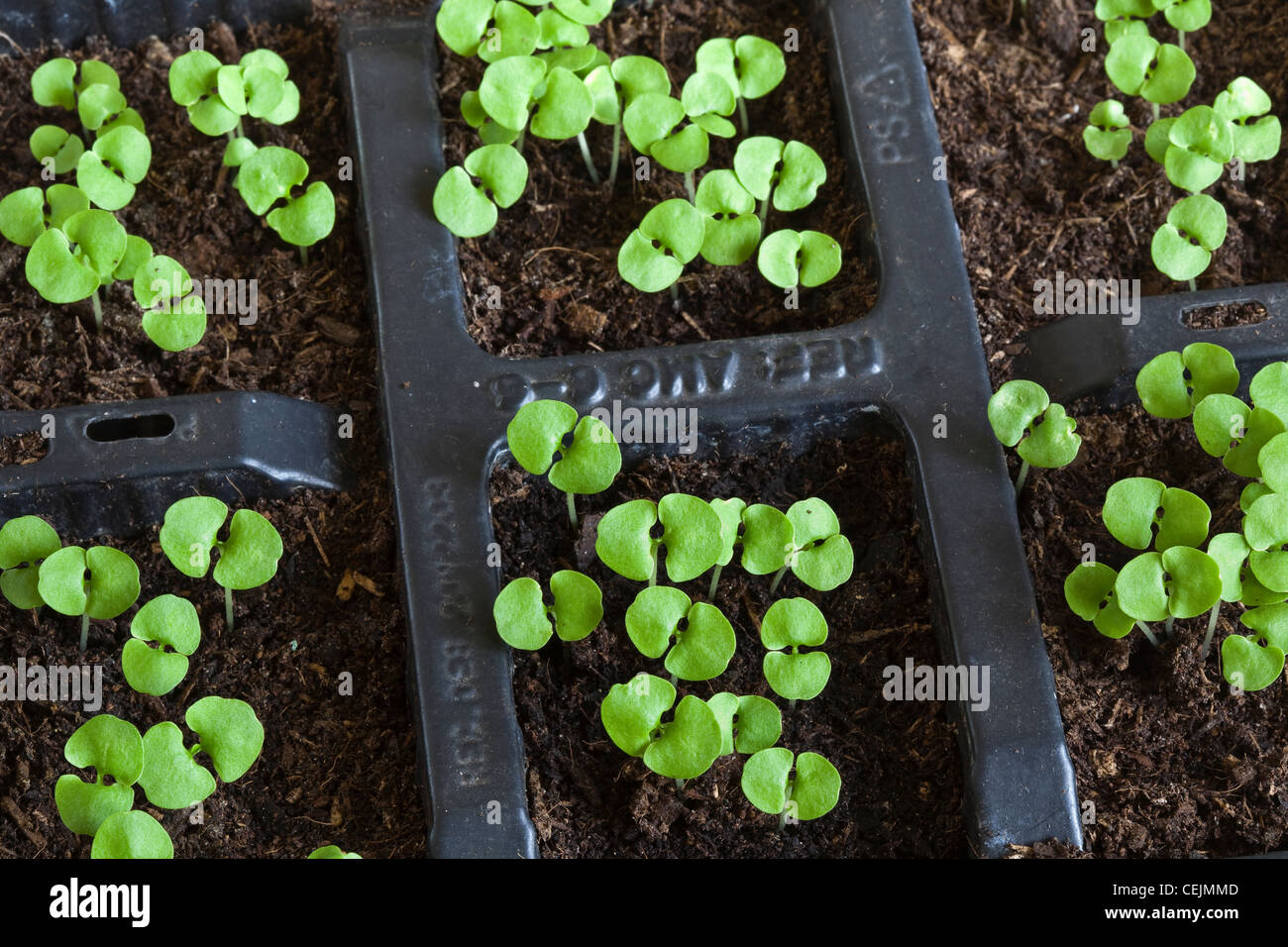 Basil seedlings hires stock photography and images Alamy