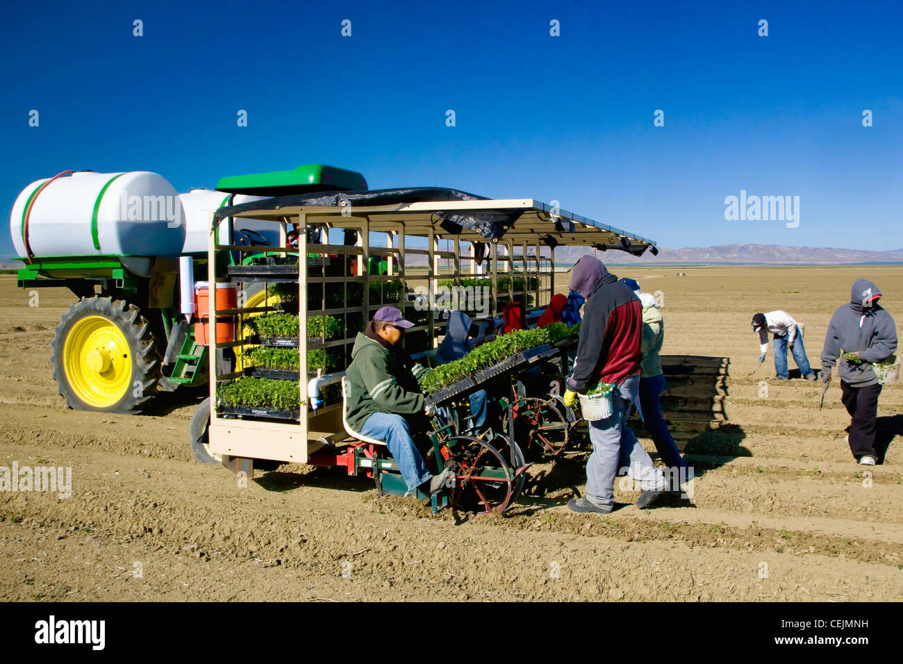 Agriculture Crews and machinery transplanting processing tomatoes