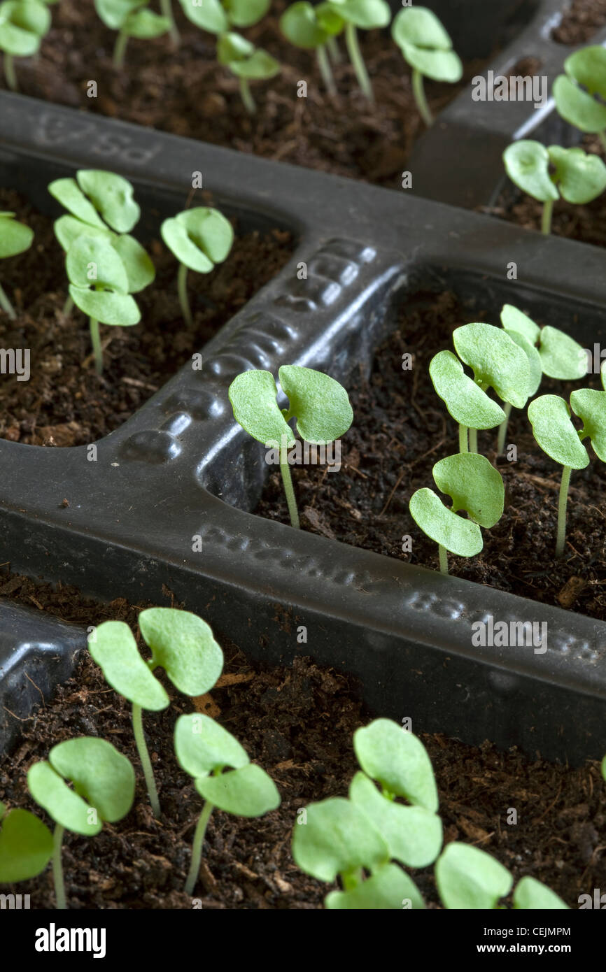 basil seedlings growing in modules filled with compost after