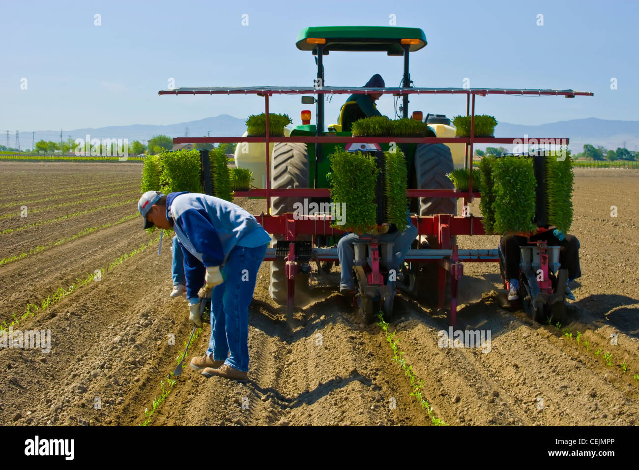 Agriculture Crews and machinery transplanting processing tomatoes