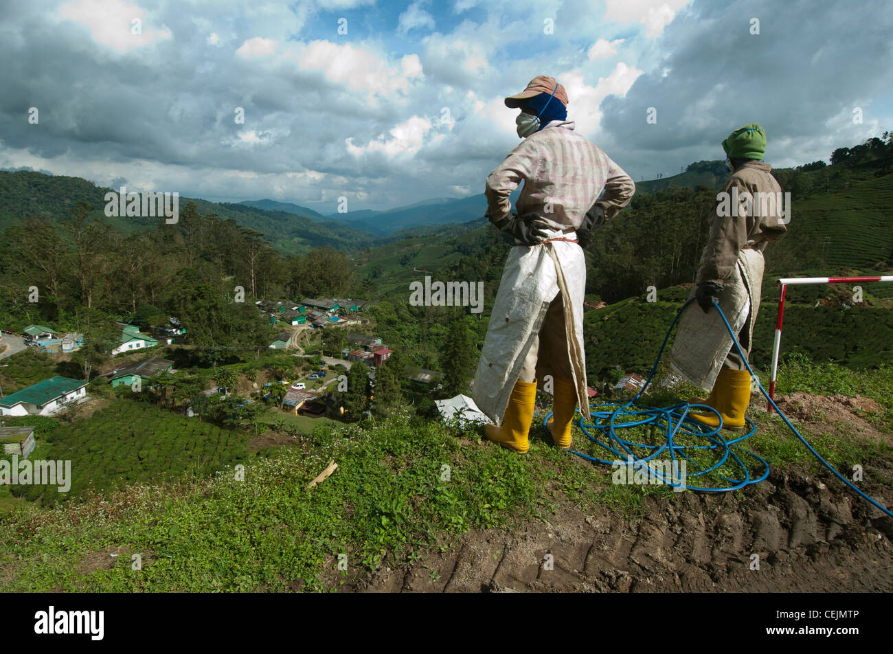 Cameron Highlands, Malaysia, tea hills Stock Photo