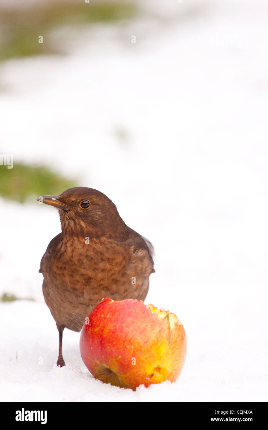 Female blackbird "Turdus merula" feeding on an apple in winter, England, UK Stock Photo