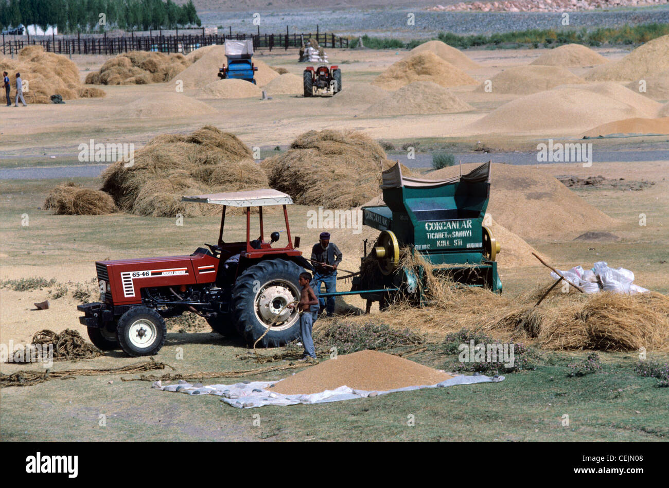Harvest or Harvesting Scene near Erzerum, Turkey Stock Photo - Alamy