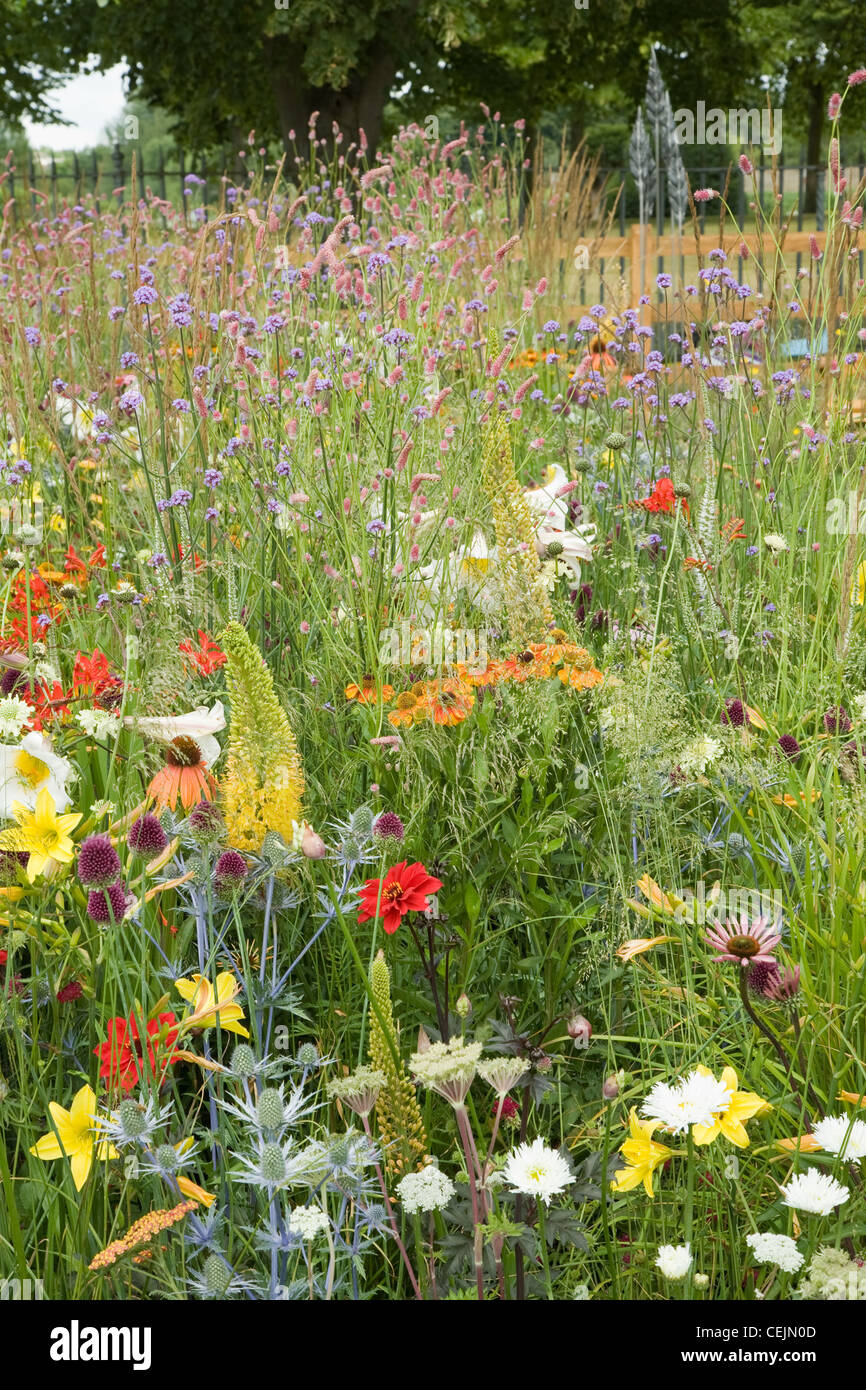 Hampton Court Royal Horticultural Society Show A detail of Show Garden mixed perennials, including thistle, echinacea, Stock Photo