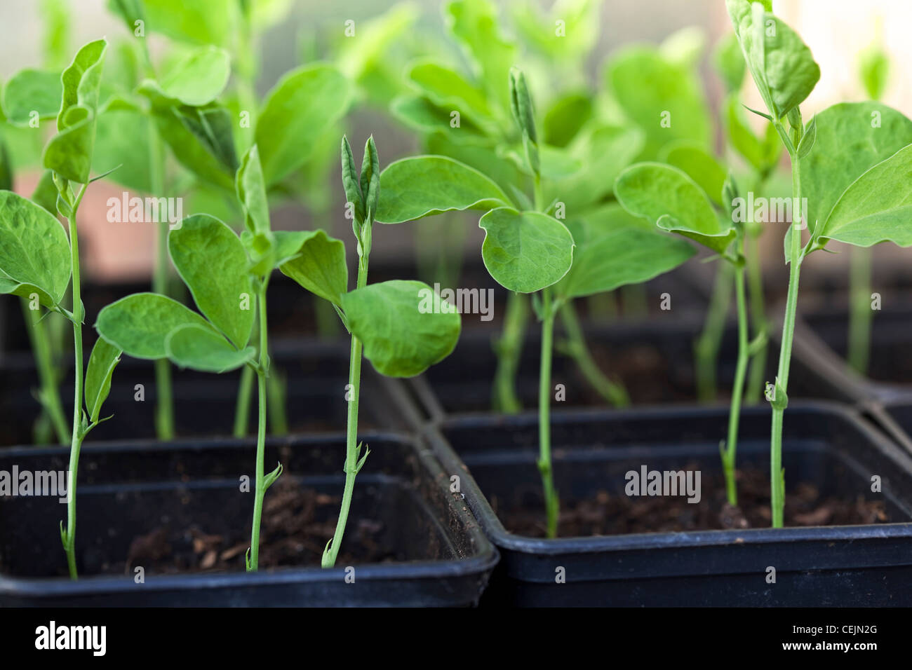 sweet pea seedlings growing in pots to be planted out in the garden Stock Photo