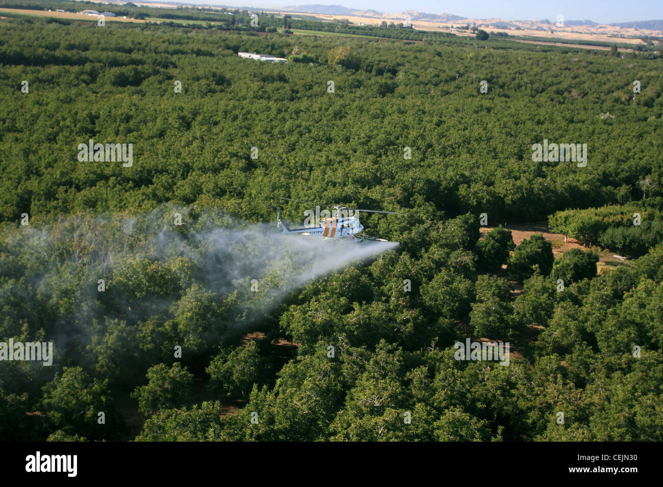 Agriculture - Aerial chemical application by a helicopter over a walnut orchard in late Summer / California, USA. Stock Photo