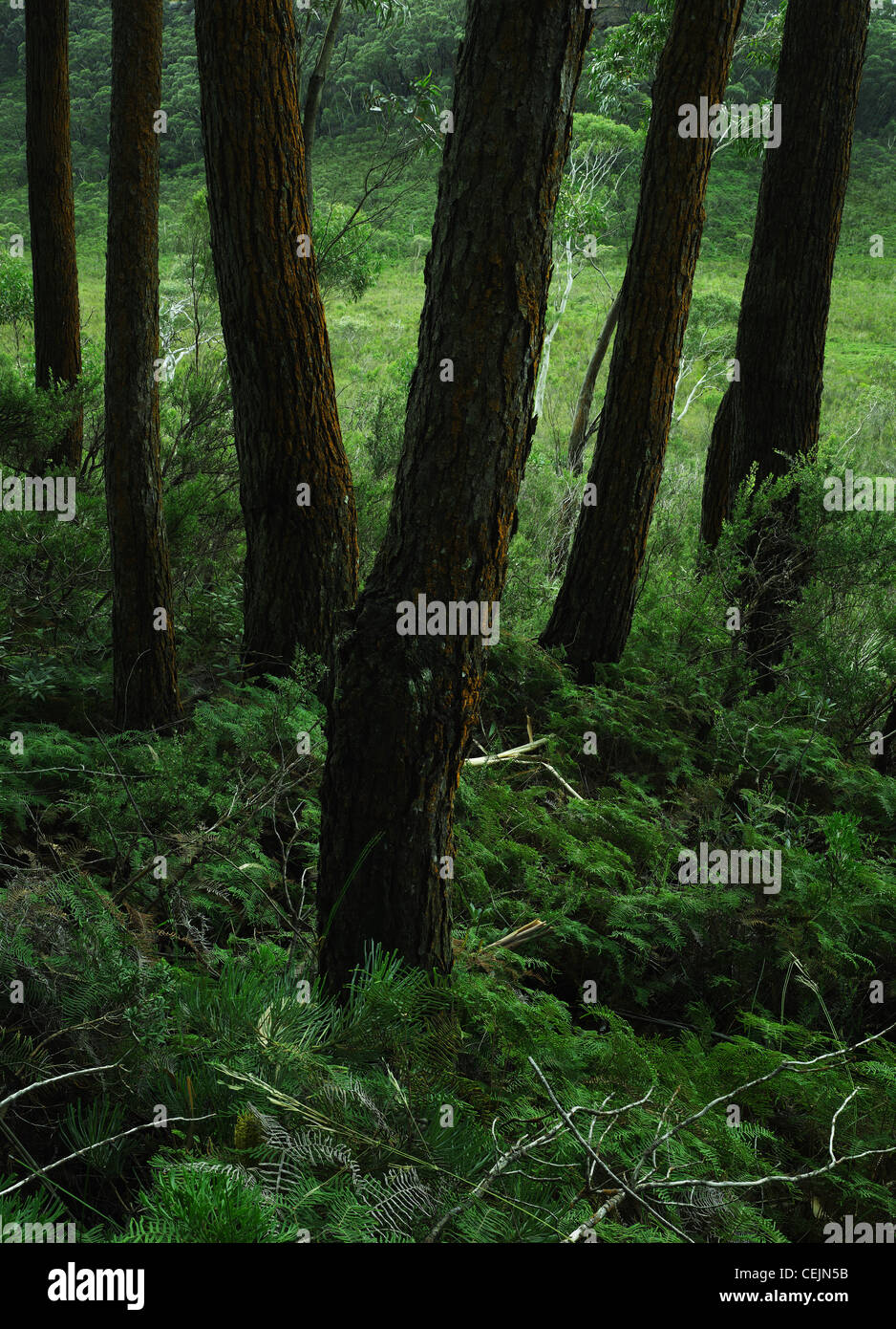 silvertop ash growing in a woodland copse in Morton National Park, NSW Australia Stock Photo