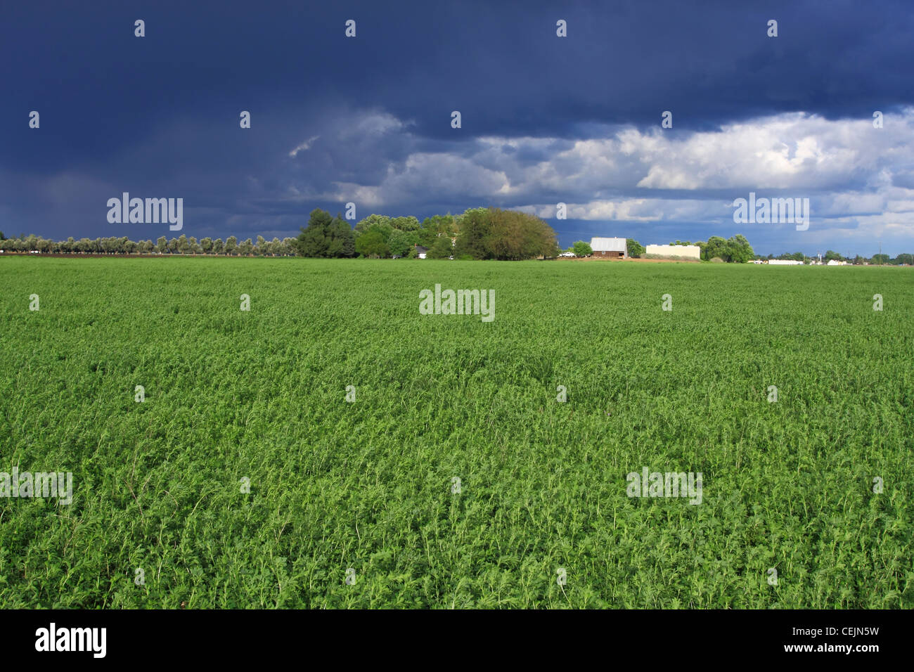 Agriculture - Mature field of alfalfa after a Spring storm with storm clouds in the background / California, USA. Stock Photo
