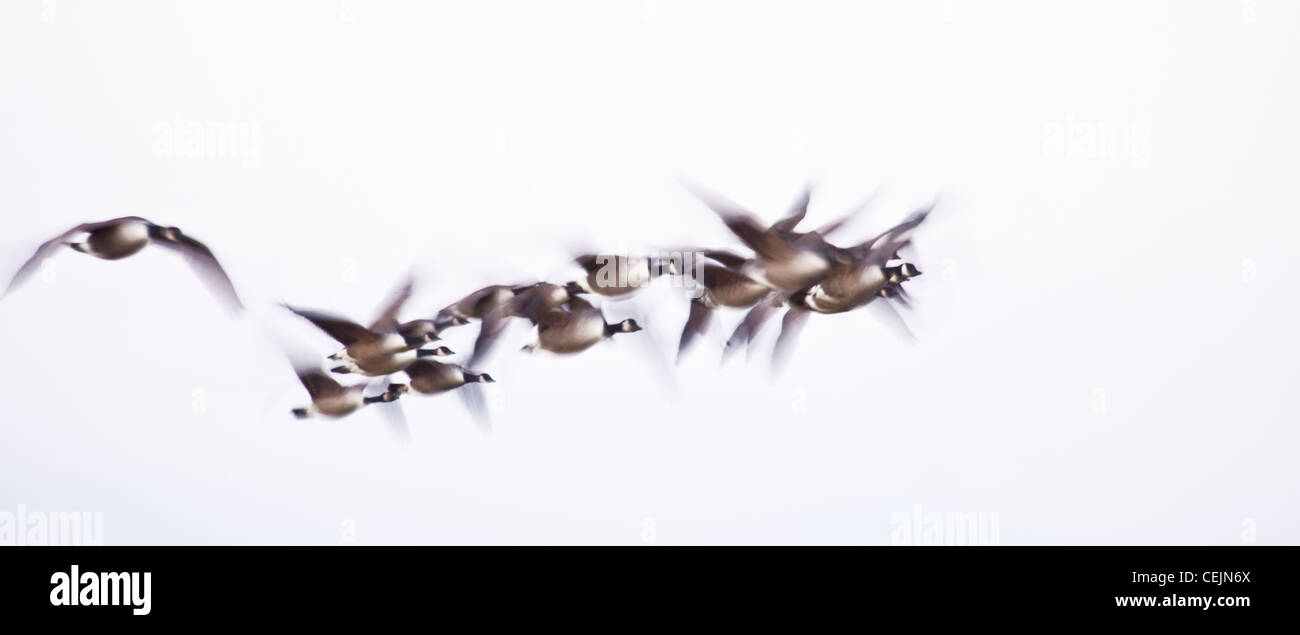 Canada geese in flight, England, UK Stock Photo