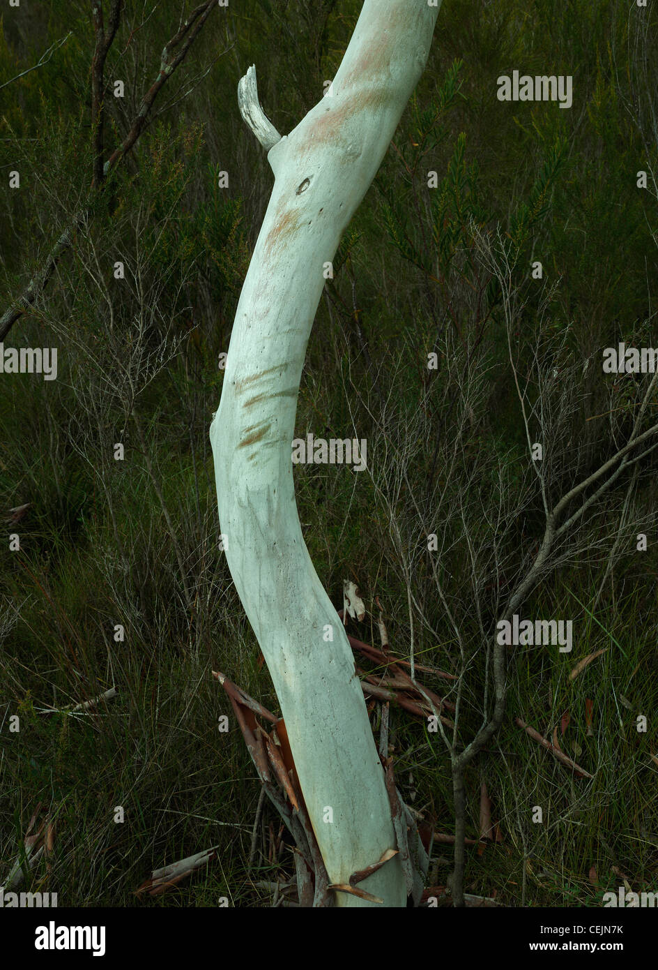 Stringybark form, Morton National Park, NSW Australia Stock Photo