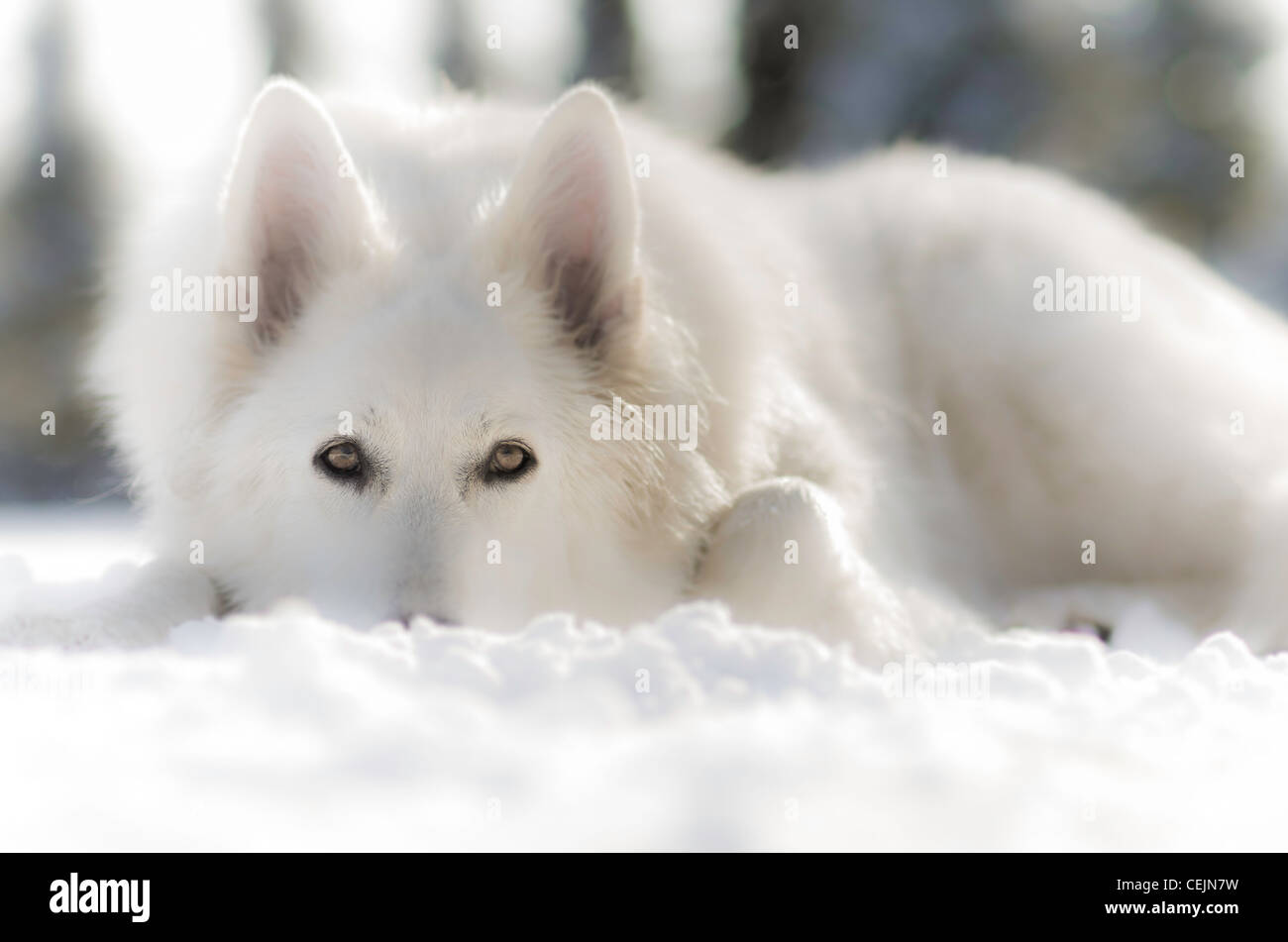 White dog lying in the snow Stock Photo Alamy