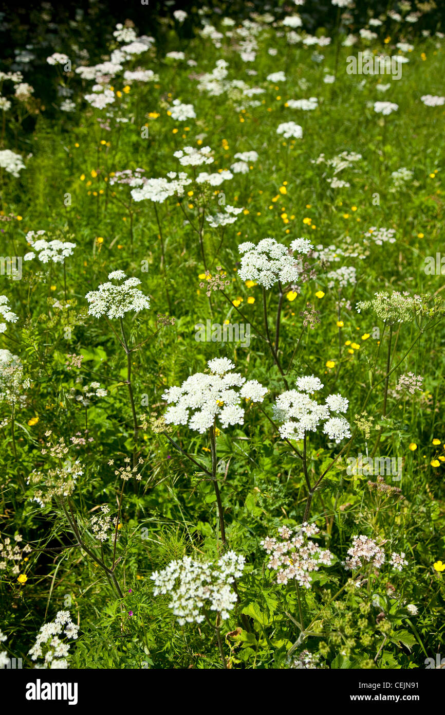 wild flowers in hedge row Stock Photo