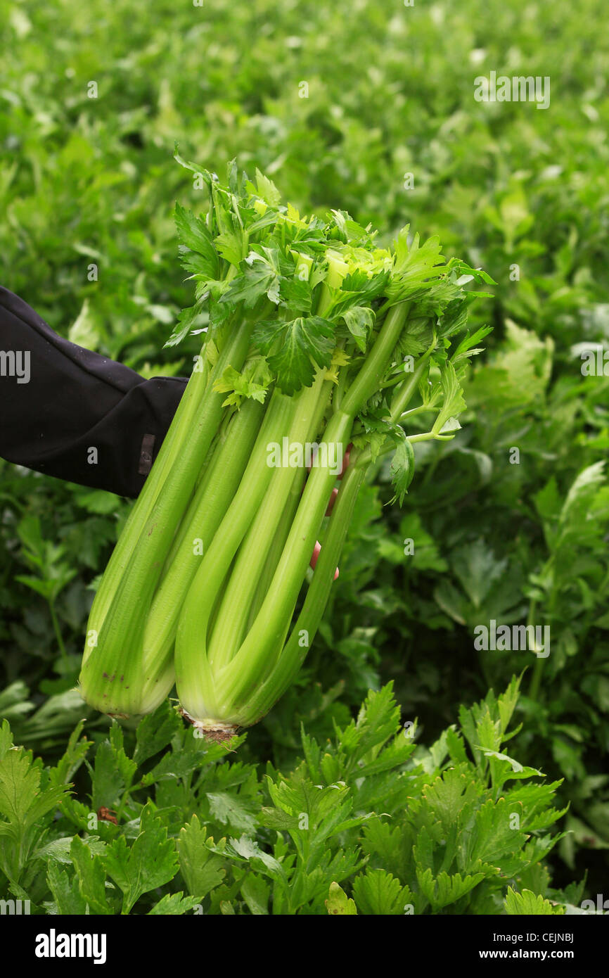 Agriculture - Celery stalks in the field, freshly harvested and ready to be packed and shipped / California, USA. Stock Photo