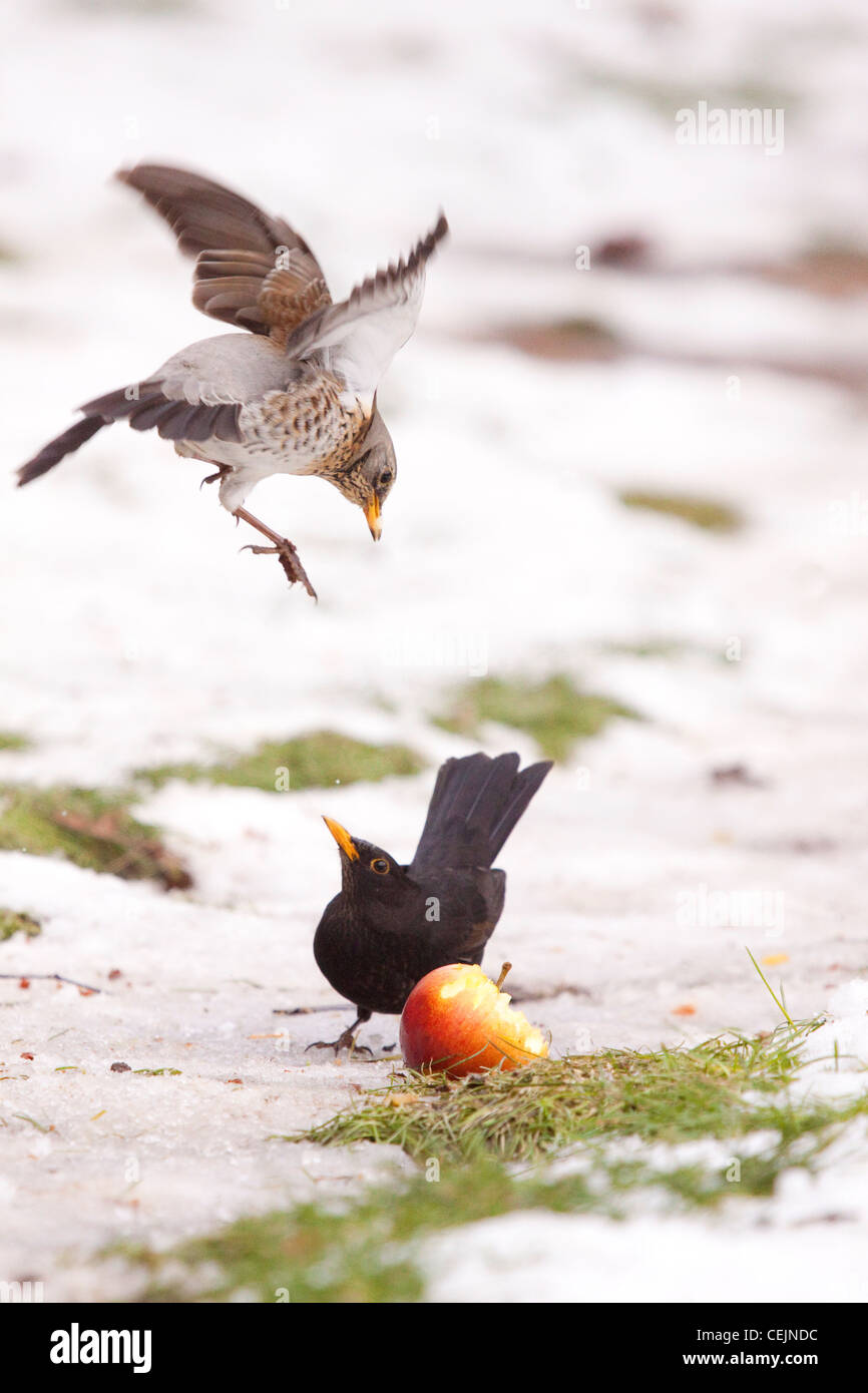 Fieldfare and Blackbird 'Turdus merula' fighting over apples in orchard, England, UK Stock Photo