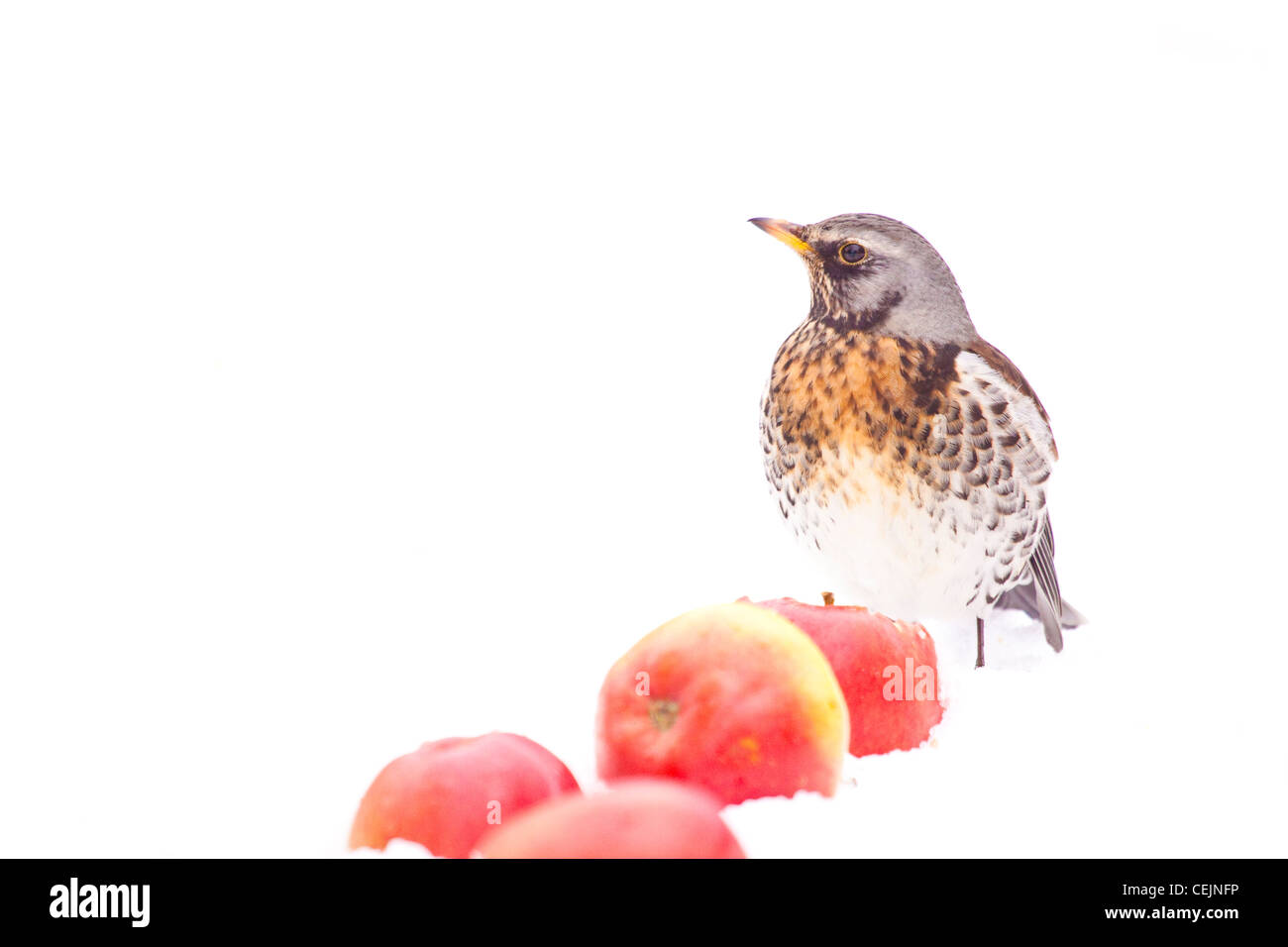 Fieldfare feeding on apples in winter orchard, Worcestershire, England, UK Stock Photo
