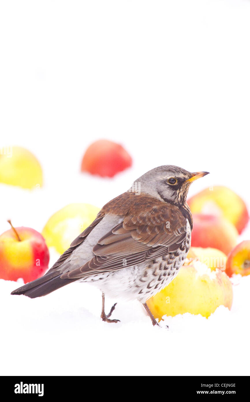 Fieldfare feeding on apples in winter orchard, Worcestershire, England, UK Stock Photo