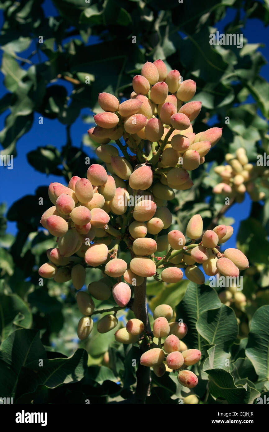 Agriculture Cluster of maturing pistachios on the tree / San Joaquin Valley, California, USA