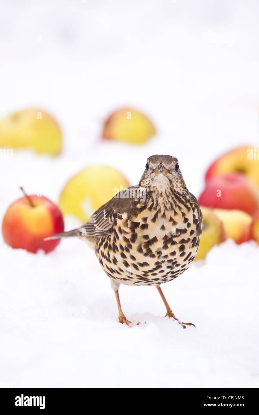 Thrush feeding on apples in winter orchard, Worcestershire, England, UK Stock Photo