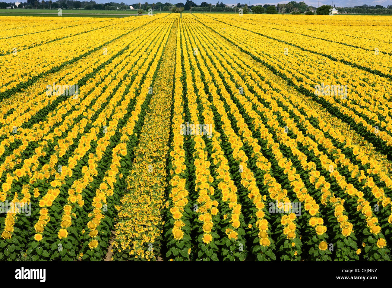 Agriculture Rows of male and female blooming sunflower plants being