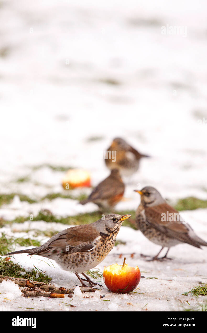 Fieldfares feeding on apples in winter orchard, Worcestershire, England, UK Stock Photo