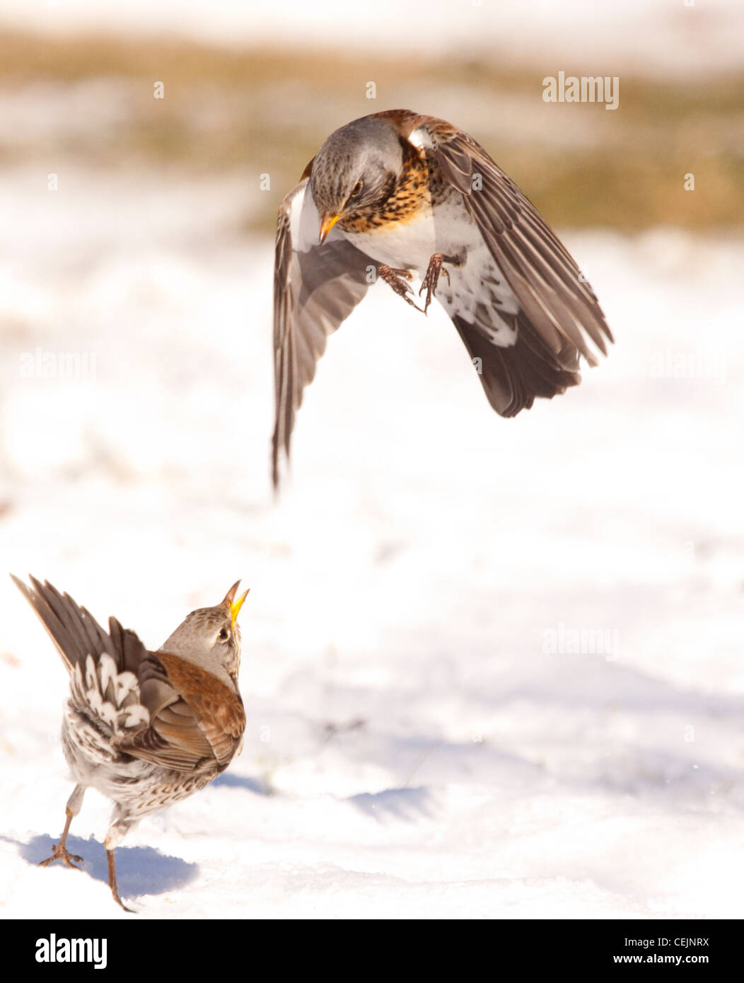 Fieldfares fighting in snow covered winter garden, England, UK Stock Photo