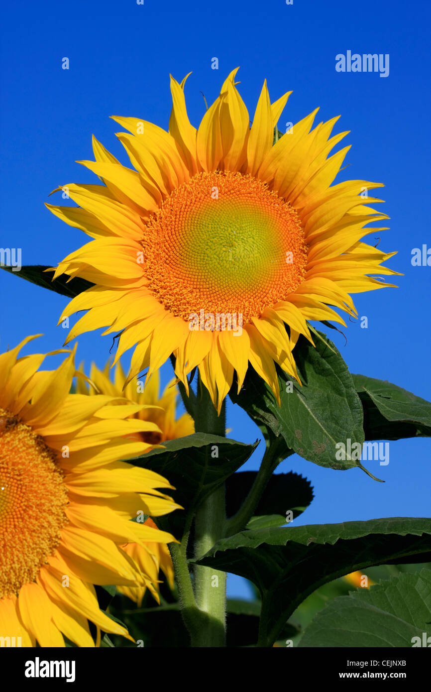 Agriculture Female blooming sunflowers being grown for seed