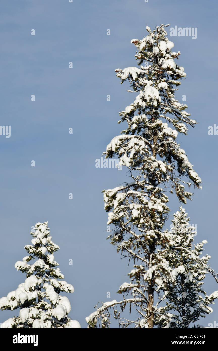 An autumn snow covers pines in Seeley Lake, Montana Stock Photo Alamy