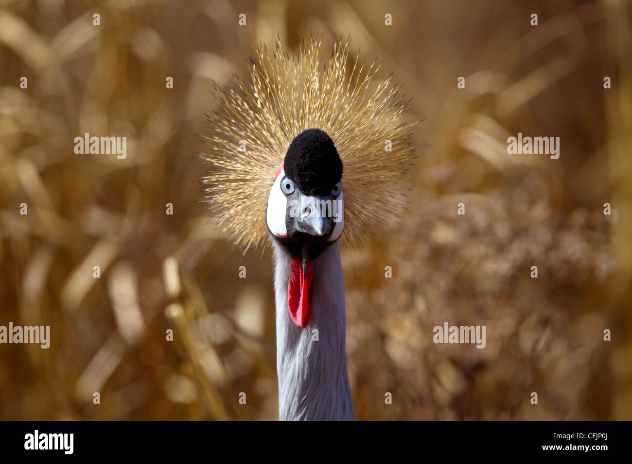 Black Crowned Crane Stock Photo - Alamy