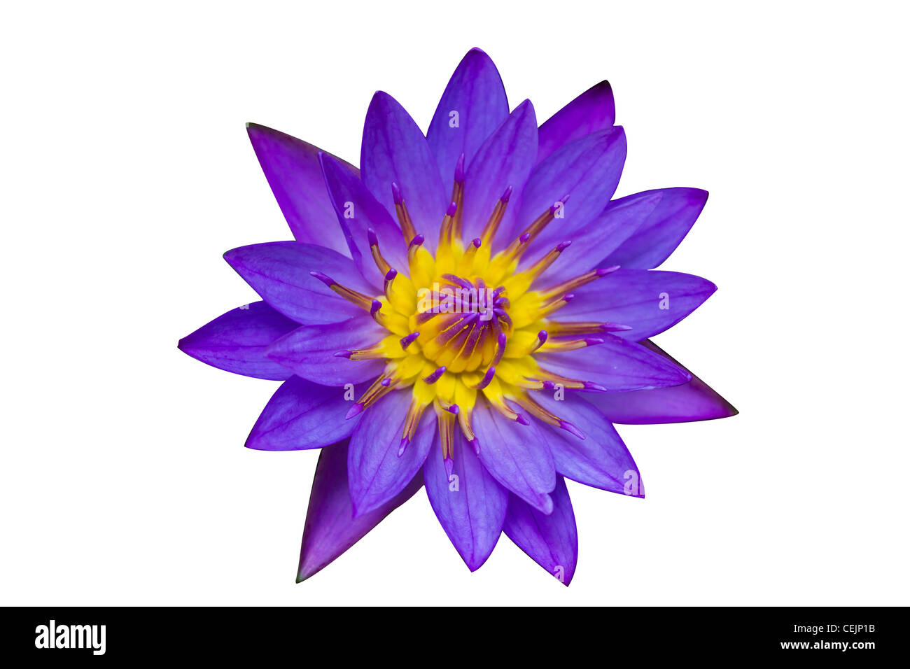 Purple lotus isolated on white background Stock Photo Alamy
