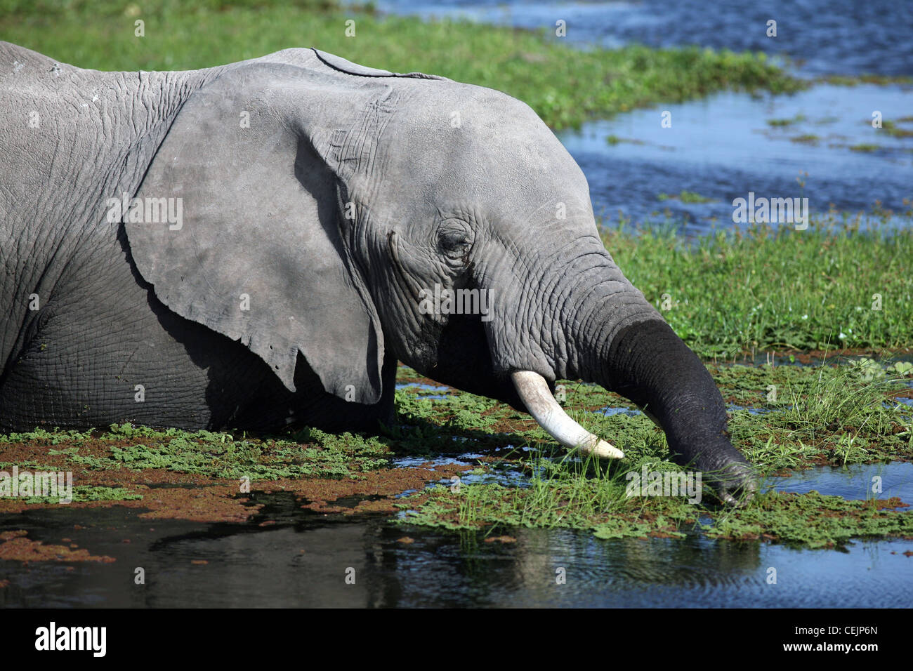 Elephant in a swamp, Amboseli National Park, Kenya, East Africa. Stock Photo