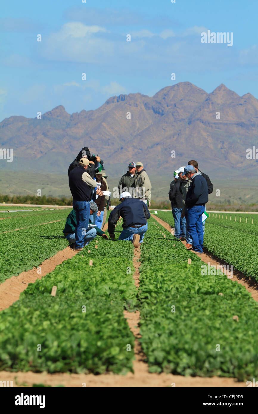 Agriculture A group of seed company field reps inspect a spinach test