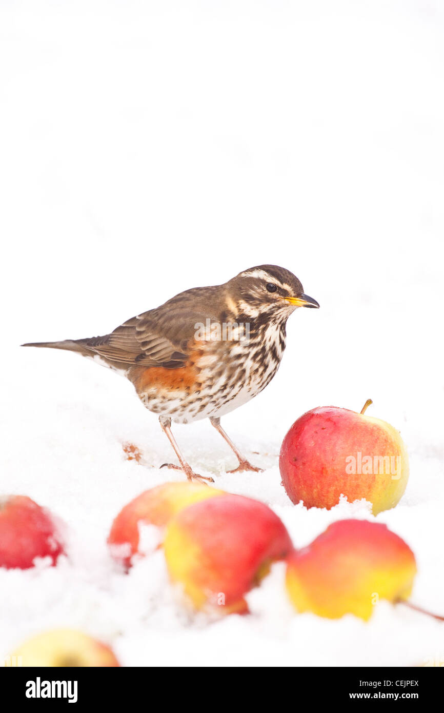 Redwing in winter apple orchard, Worcestershire, England, UK Stock Photo
