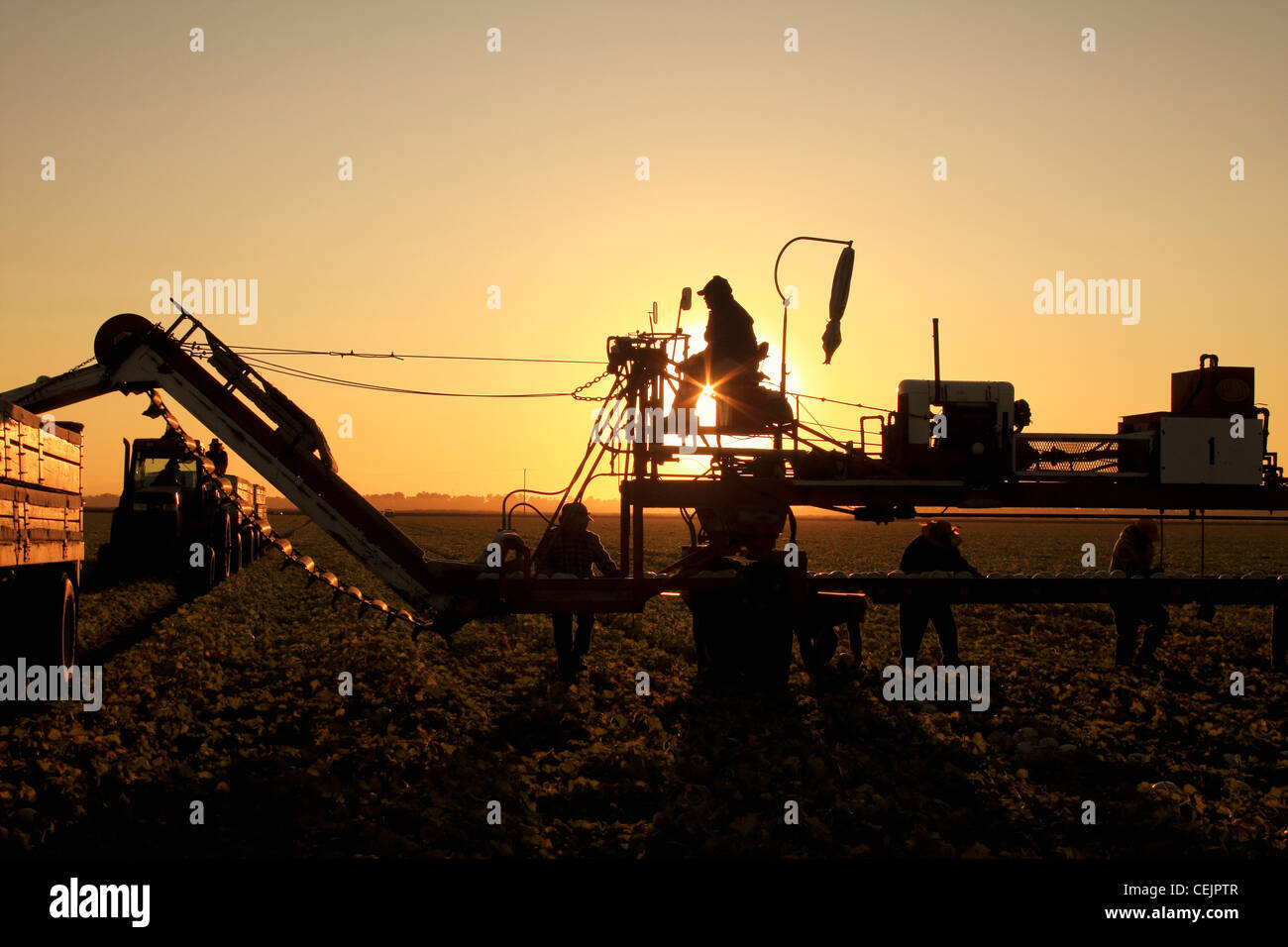Agriculture - A field crew harvesting Honeydew melons at sunrise / California, USA. Stock Photo