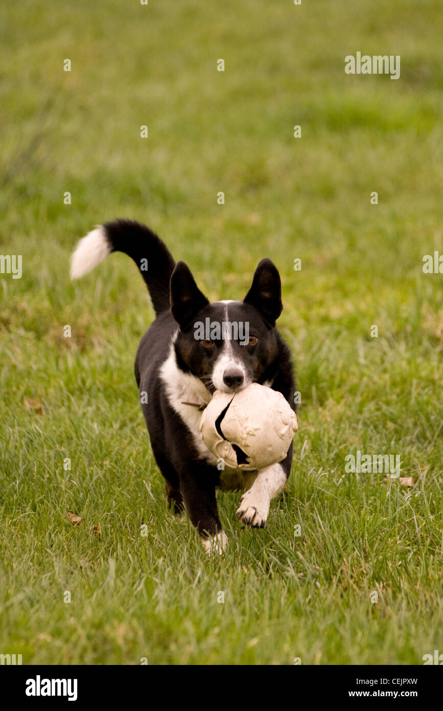 Small black and white Dog playing with ball in the park Stock Photo - Alamy