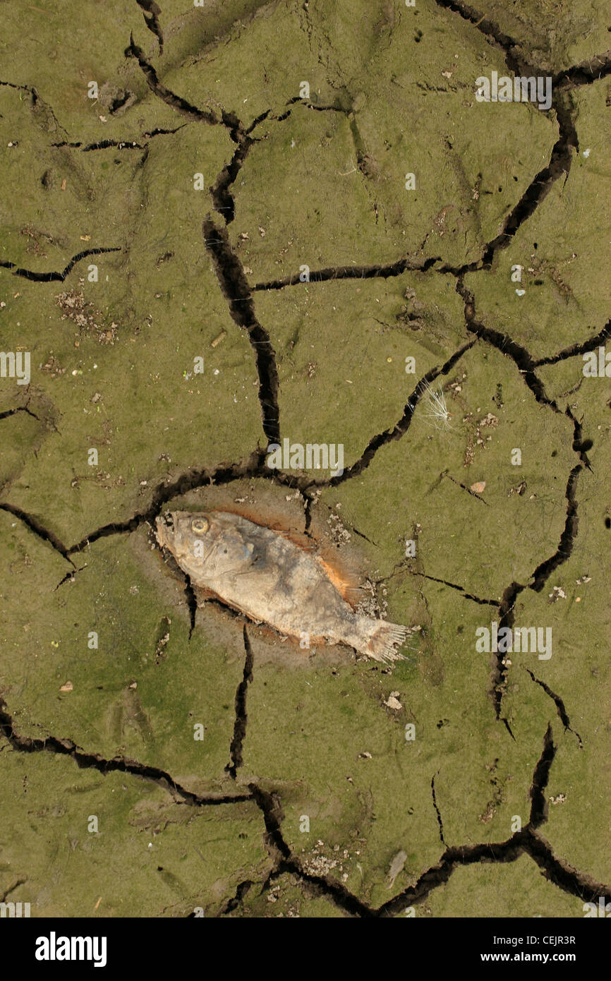 dead fish drying marsh mud ohio Stock Photo Alamy