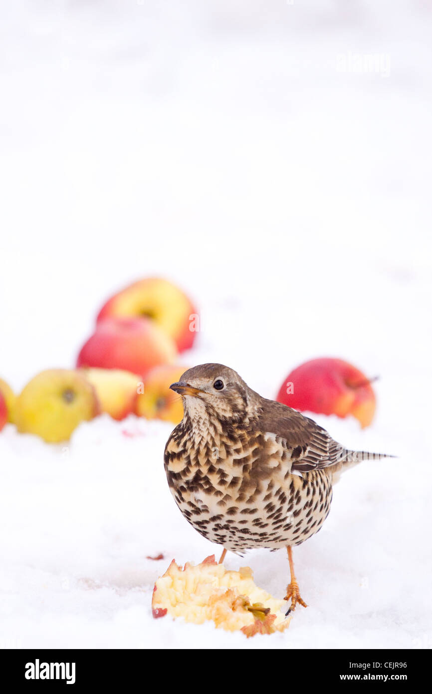 Thrush in winter apple orchard, Worcestershire, England, UK Stock Photo
