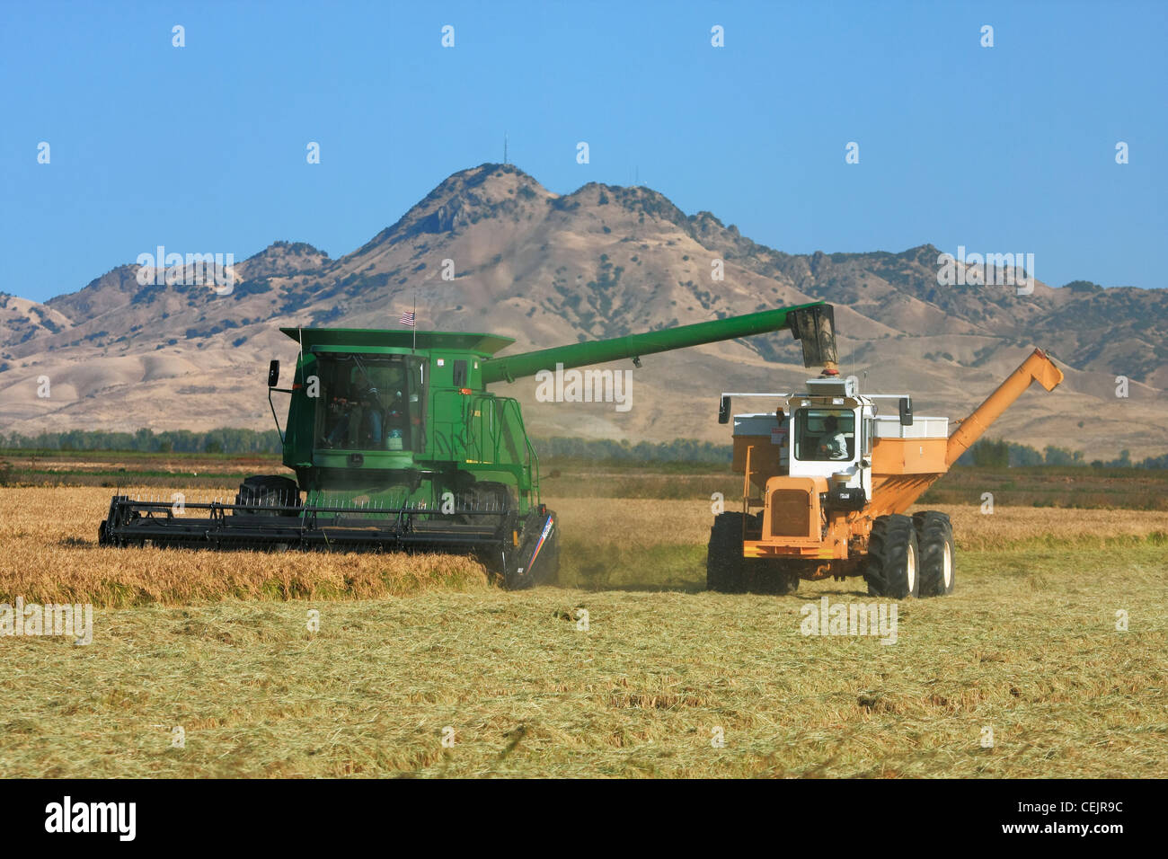 Sutter Buttes Rice A John Deere combine harvests mature rice and unloads into a bankout ...