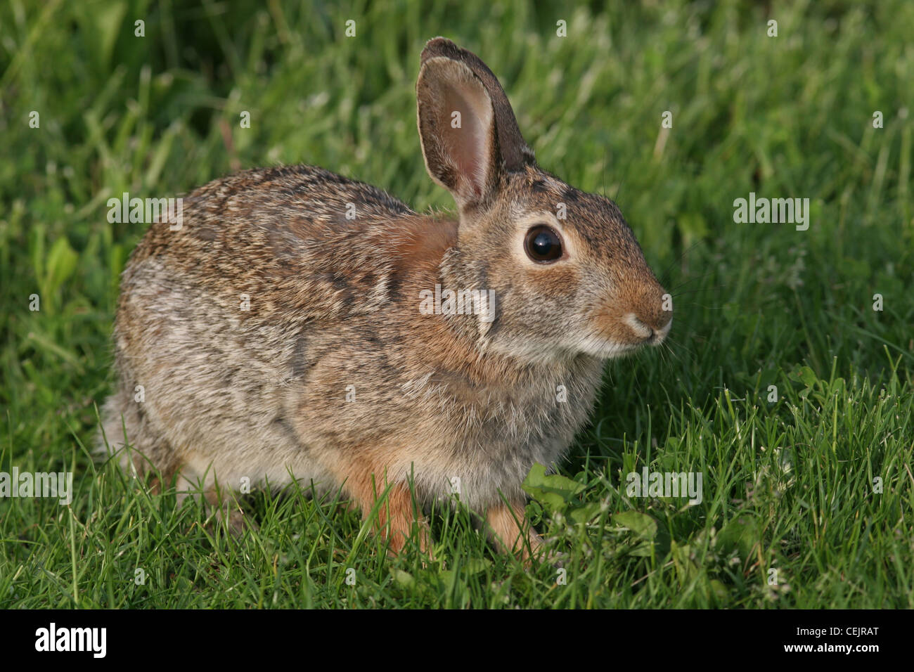 eastern cottontail rabbit ohio prairie Stock Photo Alamy
