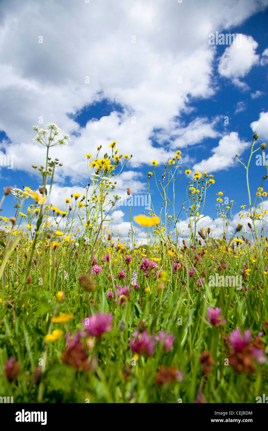 Wildflower buttercups clover hi-res stock photography and images - Alamy