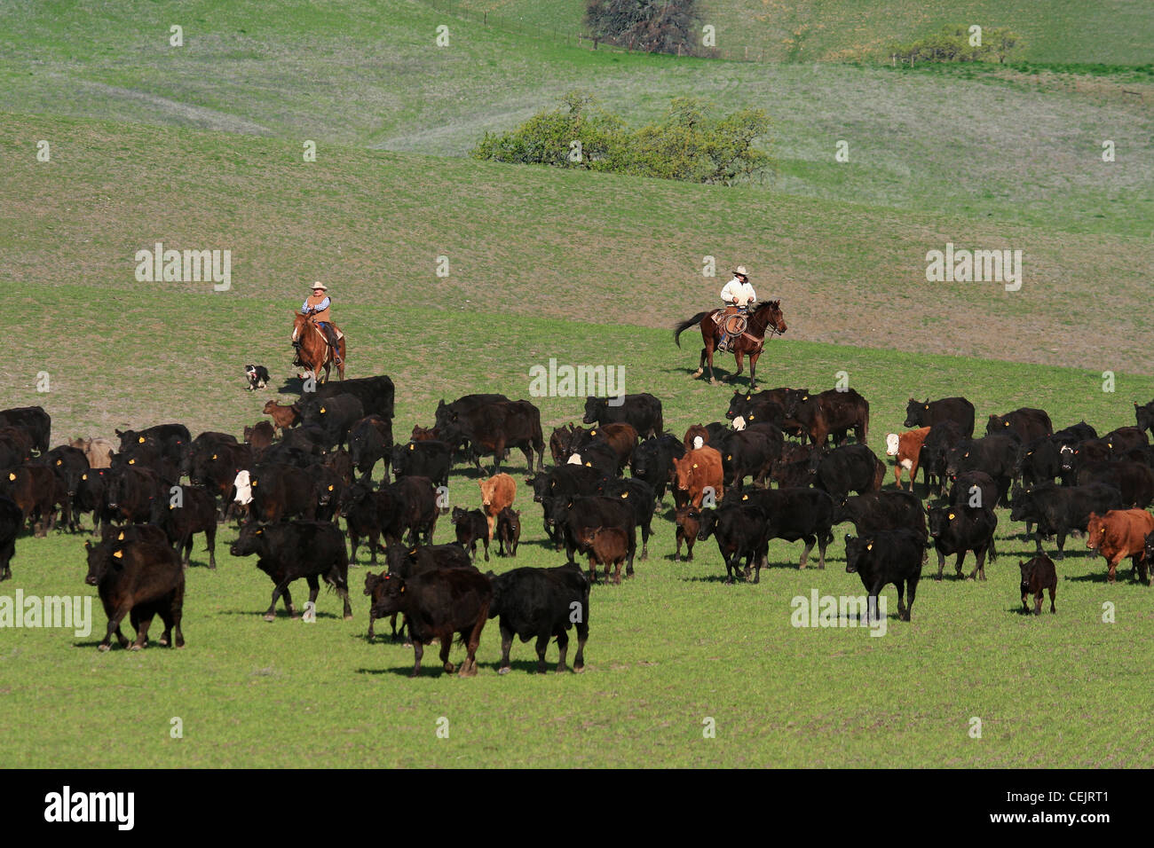 Livestock - Beef cattle being herded in from the range for branding / near Winsor, California, USA. Stock Photo