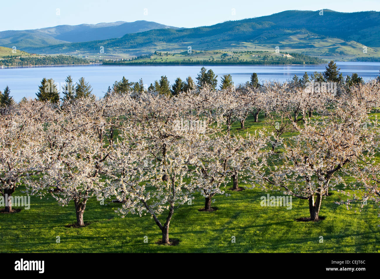 Agriculture Cherry orchard in full bloom with Flathead Lake in the