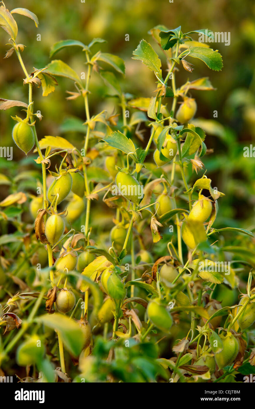 agriculture closeup of maturing garbanzo beans chick peas near how do garbanzo beans grow