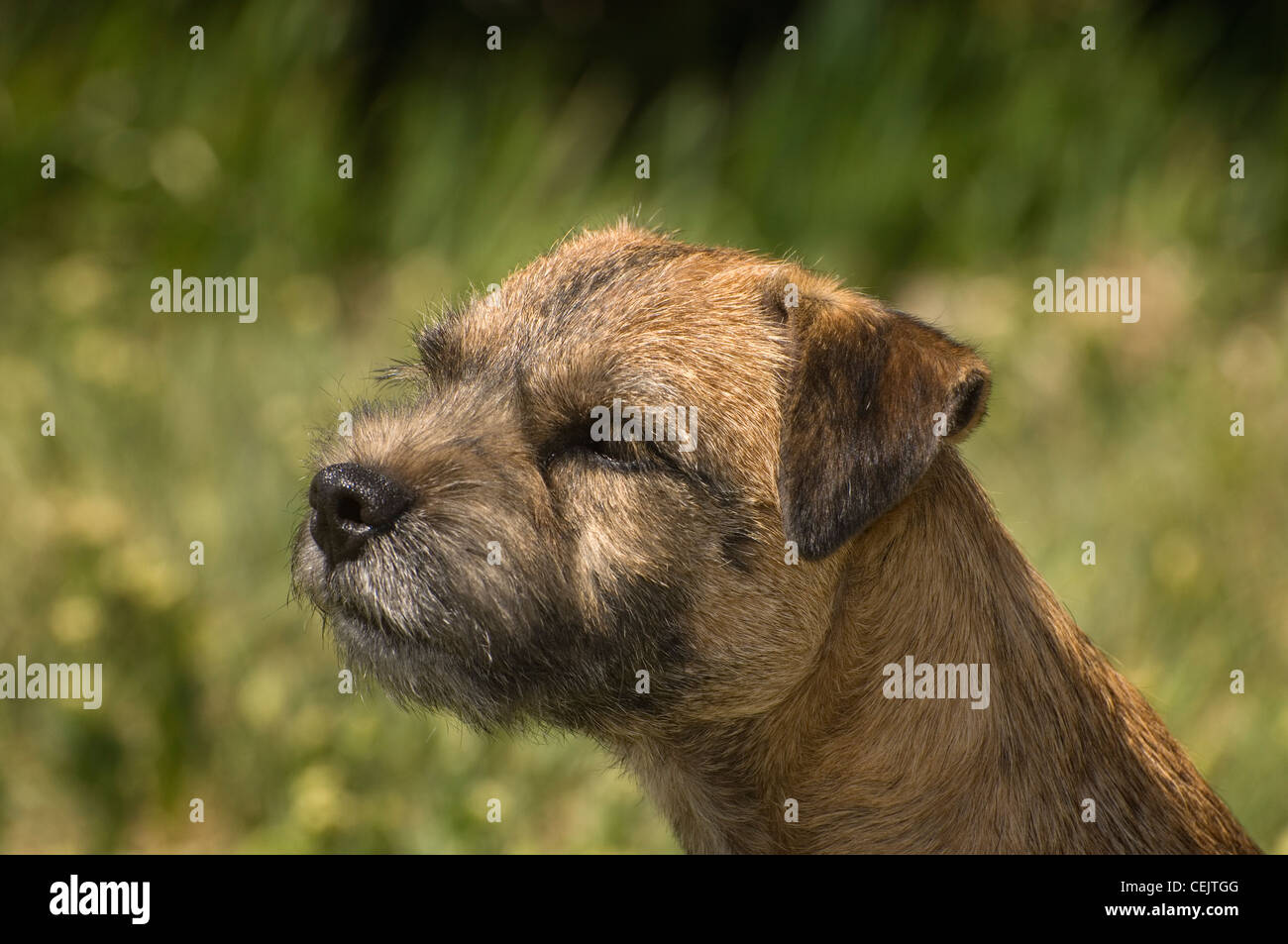 wiry terrier
